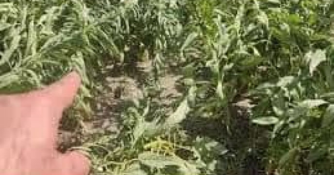 توزیع  مقدار تقریبی ۶تن انواع کود کشاورزی یارانه ای برای کشاورزان کنجد کار کار شهرستان گنبد در خرداد ماه سال۱۴۰۴