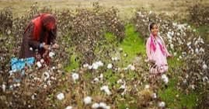 توزیع  مقدار تقریبی ۹۶ تن انواع کود کشاورزی یارانه ای برای کشاورزان پنبه کار کار شهرستان آزادشهر در خرداد ماه سال۱۴۰۴