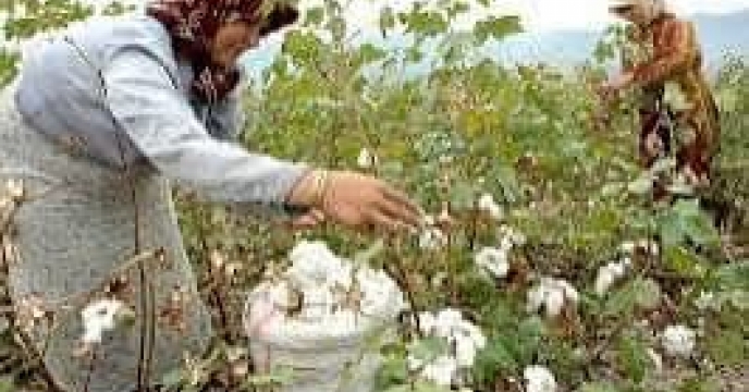 توزیع  مقدار تقریبی ۱۶ تن انواع کود کشاورزی یارانه ای برای کشاورزان پنبه کار کار شهرستان گمیشان در خرداد ماه سال۱۴۰۴