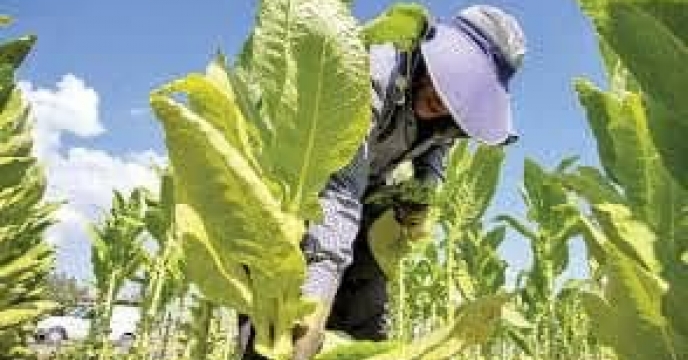توزیع  مقدار تقریبی ۲۶ تن انواع کود کشاورزی یارانه ای برای کشاورزان توتون  کار شهرستان علی آباد در خرداد ماه سال۱۴۰۴