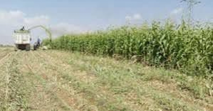 توزیع  مقدار تقریبی  ۳ تن  انواع کود کشاورزی یارانه ای  برای مزارع ذرت علوفه ای شهرستان  گمیشان در خرداد ماه سال۱۴۰۴