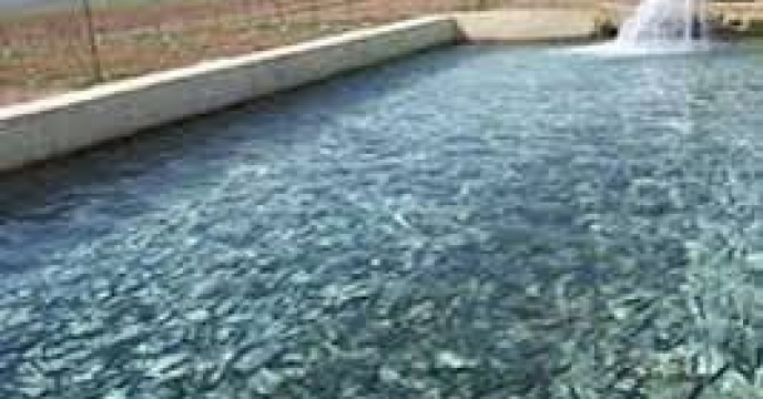 توزیع  مقدار3 تن  انواع کود کشاورزی یارانه ای  برای مزارع پرورشی ماهیان کپور شهرستان رامیان در شش ماهه سال۱۴۰۴