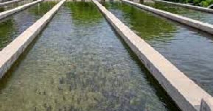 توزیع  مقدار 388 تن  انواع کود کشاورزی یارانه ای  برای مزارع پرورشی ماهیان کپور شهرستان  آق قلا در شش ماهه سال۱۴۰۴