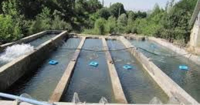 توزیع  مقدار 32 تن  انواع کود کشاورزی یارانه ای  برای مزارع پرورشی ماهیان کپور شهرستان  گرگان در  شش ماهه سال۱۴۰۴