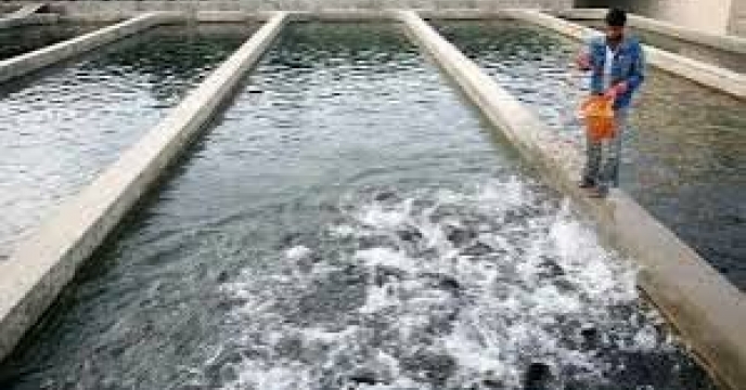 توزیع  مقدار38 تن  انواع کود کشاورزی یارانه ای  برای مزارع پرورشی ماهیان کپور شهرستان  کردکوی دررشش ماهه سال۱۴۰۴