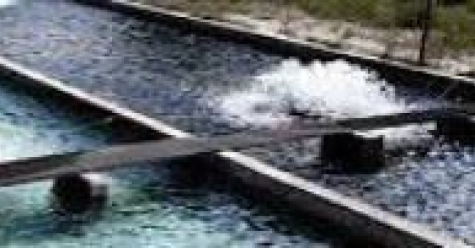 توزیع  مقدار 19 تن  انواع کود کشاورزی یارانه ای  برای مزارع پرورشی ماهیان کپور شهرستان  بندر گز درشش ماهه سال۱۴۰۴