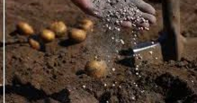 توزیع  مقدار2 تن انواع کود کشاورزی یارانه ای  برای مزارع سیب زمینی شهرستان  گالیکش در شش ماهه سال۱۴۰۴