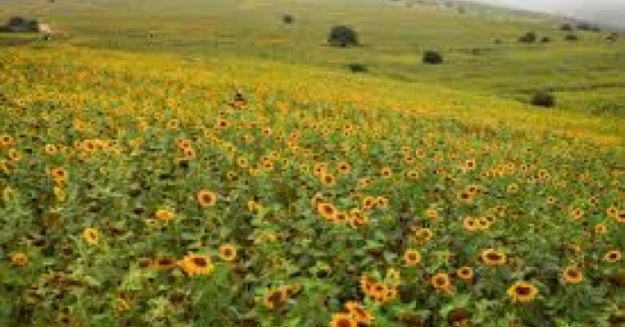 توزیع  مقدار 24 تن انواع کود کشاورزی یارانه ای برای کشاورزان آفتابگردان شهرستان بندرترکمن در شش  ماهه سال۱۴۰۴
