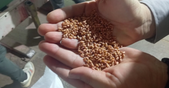 توزیع بیش از1415 تن  بذر اصلاح شده گندم توزیع بیش از1415 تن  بذر اصلاح شده گندم