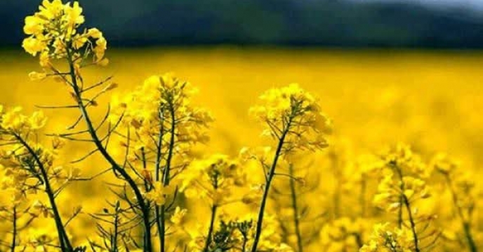 پتانسیل. بالای  گلستان در تولید کلزا،توزیع نهاده ها برای بهره‌وری حداکثری