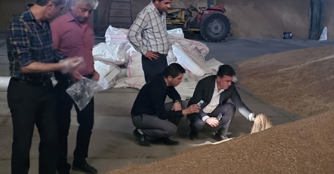بازدید  مدیر شرکت خدمات  حمایتی  کشاورزی  استان  گلستان از وضعیت محصول گندم ذخیره  سازی  شده گندم در انبار   قرق به منظور  پیشگیری  و کنترل آفات انباری
