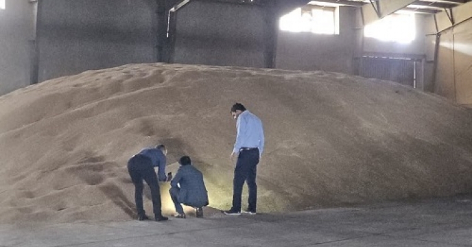 بازدید  مدیر شرکت خدمات حمایتی کشاورزی استان گلستان  از انبار  بذر گندم فله به منظورکنترل  و پیشگیری از آفات  انباری  در گلستان