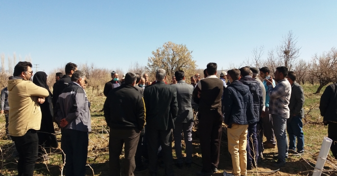 برگزاری دوره آموزشی  پیوند نهال گردو برای باغداران  در شهرستان خمین 