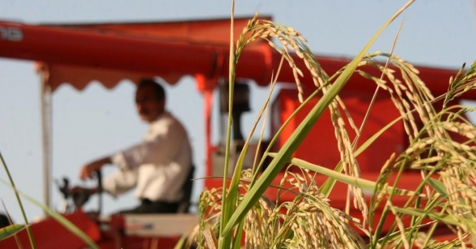 پرورش رتون برنج در 12 هزار و 700 هکتار از شالیزارهای بابل استان مازندران