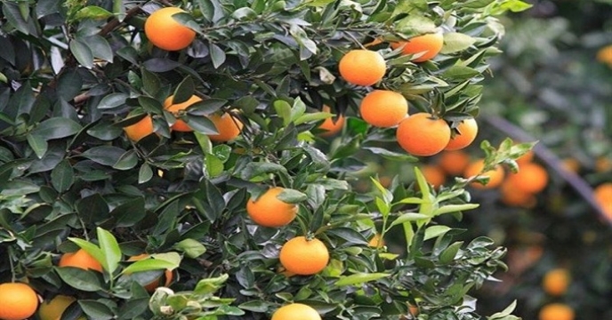تامین کود برای تولید 95 هزار تن پرتقال در نکا