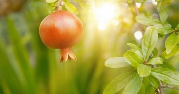 پیش بینی تولید بیش از 235 هزار تن نارنگی در ساری