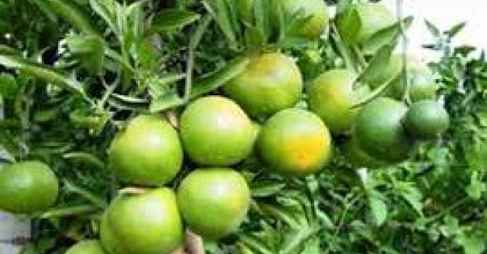 پیش بینی تولید بیش از 33 هزار تن نارنگی در بابل استان مازندران