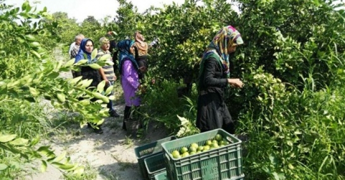پیش بینی تولید 60 هزار تن نارنگی در میاندورود استان مازندران