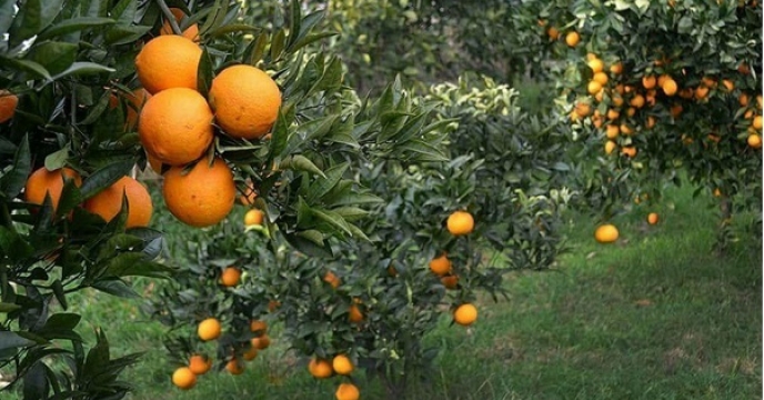 پیش بینی تولید 15هزار تن پرتقال در نور  استان مازندران