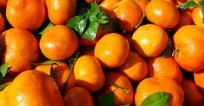 پیش بینی تولید 1500 تن نارنگی در گلوگاه استان مازندران