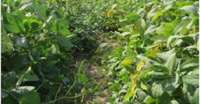 پیش بینی تولید 2500 تنی سویا در نکا استان مازندران 