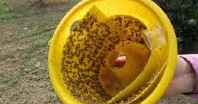 ردیابی آفت مگس میوه در 380 هکتار از باغات محمودآباد استان مازندران