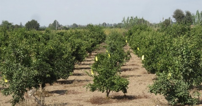 ردیابی آفت مگس میوه در 4500 هکتار از باغات بهشهر استان  مازندران