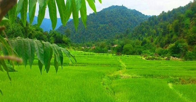 22هزار هکتار پرورش رتون برنج در استان مازندران