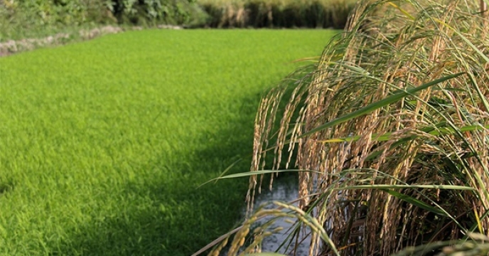 86 هزار هکتار کشت مجدد و پرورش رتون برنج در مازندران