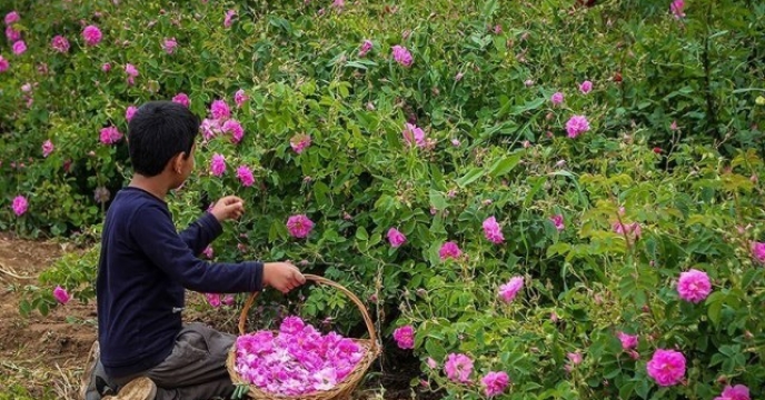 نطنز یکی از قطب های تولید گل محمدی در استان اصفهان
