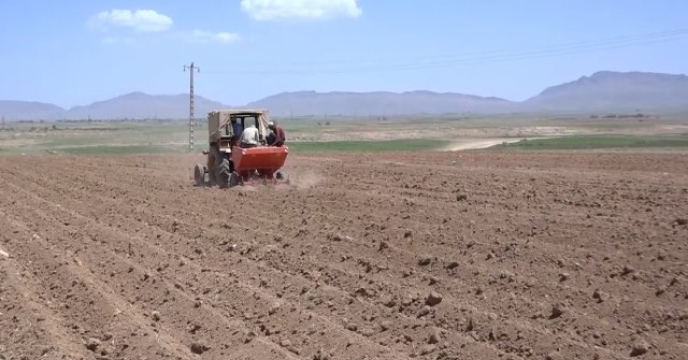کاشت سیب زمینی در ۱۴۰۰ هکتار مزارع بوئین میاندشت درحال اجرا است.