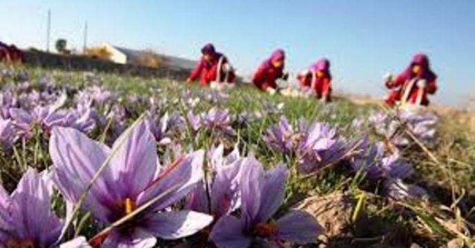  میزان تولید زعفران از مزارع استان اصفهان به ۹ هزار کیلوگرم در سال گذشته رسید.