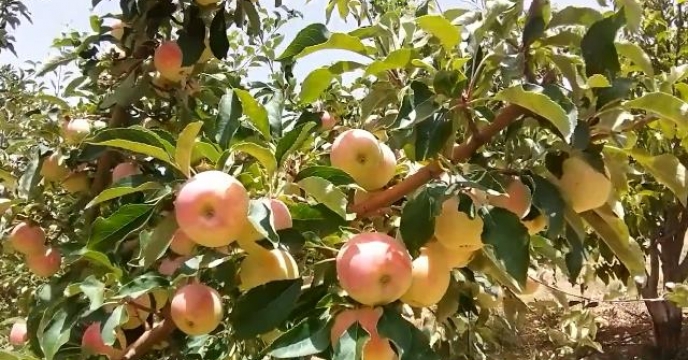 امسال از ۱۸۰۰ هکتار باغ سیب گلاب در سمیرم هشت هزار تن سیب برداشت می‌شود.