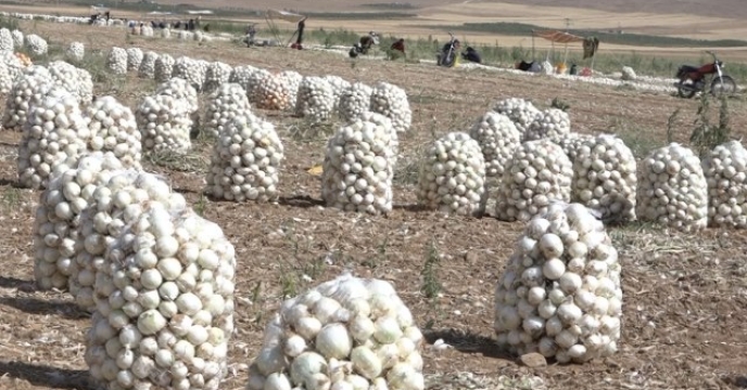تامین کود مورد نیاز مزارع کشت پیاز در شهرستان فریدن اصفهان