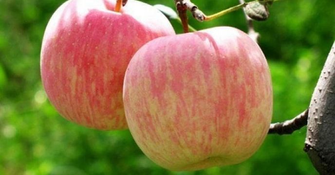 تولید سیب گلاب در استان اصفهان به علت خشکسالی و سرمازدگی بهاره کاهش یافته است.