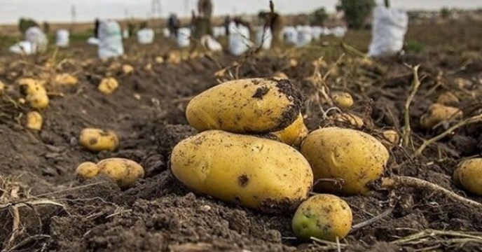 تامین کود مزارع سیب زمینی در شهرستان فریدن