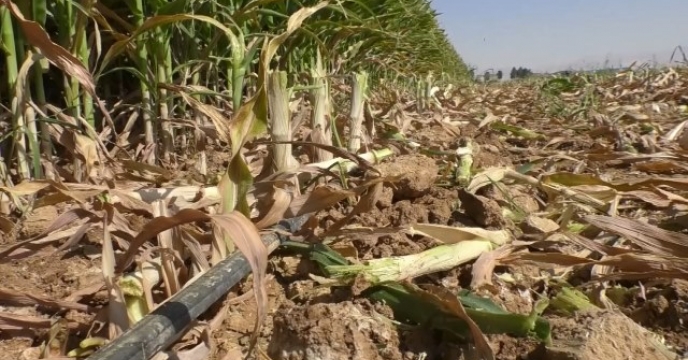 تامین کود مزارع ذرت علوفه ای در شهرستان برخوار