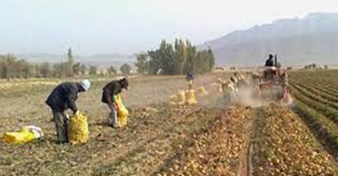 تامین کود مورد نیاز مزارع سیب زمینی شهرستان سمیرم