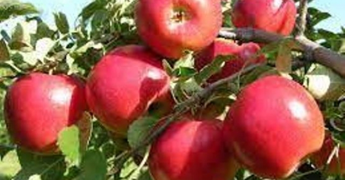 تامین کود باغات سیب درختی استان اصفهان