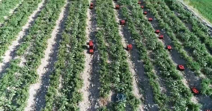 روی خوش کشاورزان اصفهانی به محصولات بیولوژیک