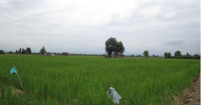 رتون برنج در 600هکتار از شالیزارهای قائم شهر مازندران