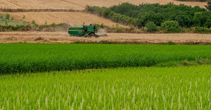 ارتقا کیفی محصولات زراعی و باغی مازندران  با توزیع 7200 تن کود فسفاته 