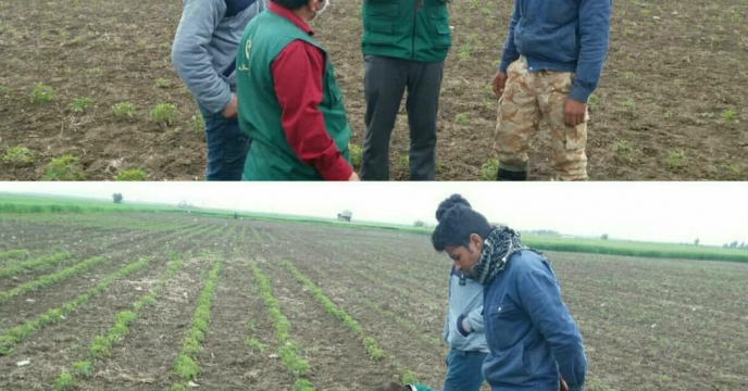 توزیع کود پرمصرف و ریزمغذی  بین کشاورزان گوجه کار استان گلستان