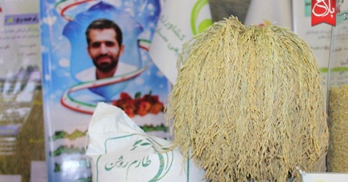 کاشت برنج پرمحصول رقم روشن در استان مازندران