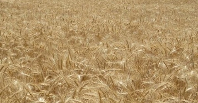 تامین کود برای 200 هکتار مزارع گندم در قائم شهر