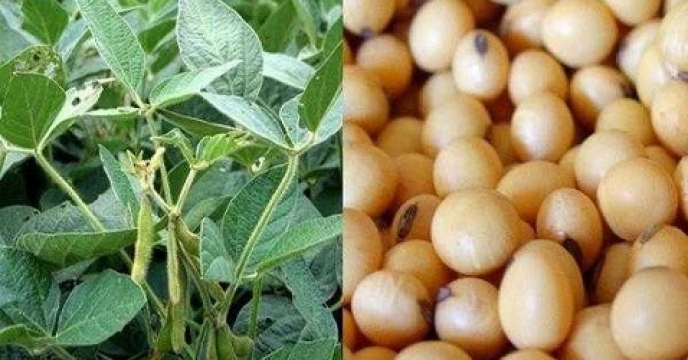 تامین 26 تن کود کشاورزی برای دانه های روغنی در آمل