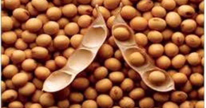 تامین کود برای تولید دانه های روغنی مازندران