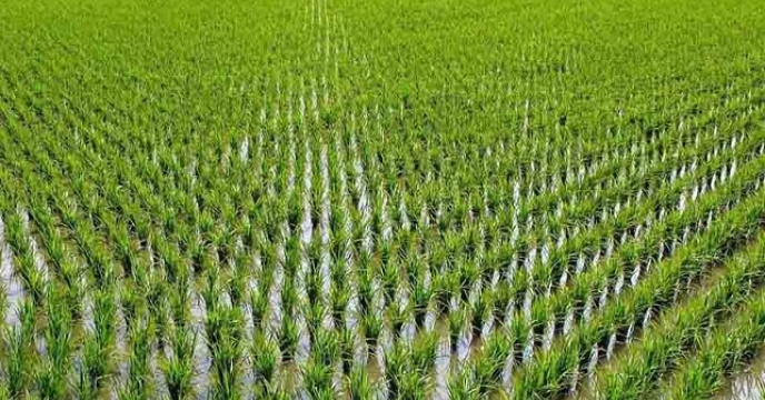 افزایش سطح زیرکشت برنج در استان مازندران
