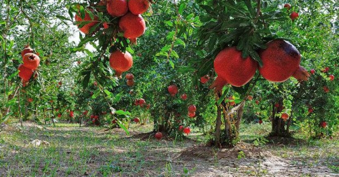 تامین و‌تحویل بیش از 12593 هزارتن انواع  کودهای کشاورزی یارانه ای  در هشت ماهه سال جاری – شهرستان ساوه و زرندیه . قطب باغات انار و پسته   
