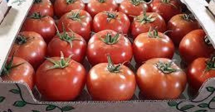 تأمین کود برای صادرات 250تن گوجه فرنگی میاندرود